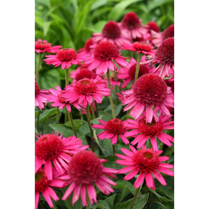 Echinacea purpurea Delicious Candy