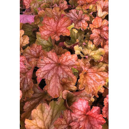 Heuchera Paprika