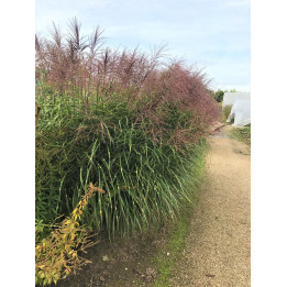 Miscanthus sinensis Punktchen