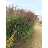 Miscanthus sinensis Punktchen