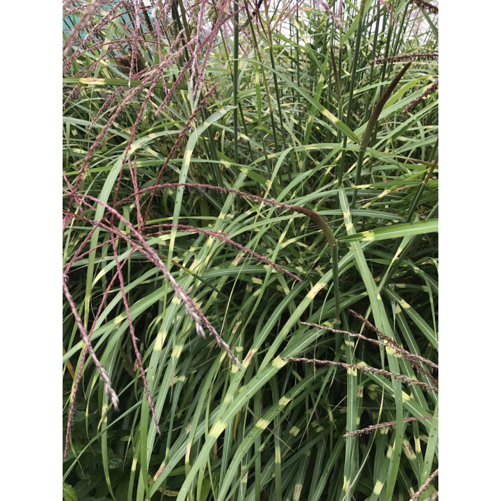 Miscanthus sinensis Punktchen