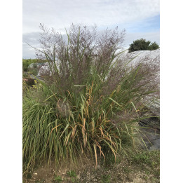 Panicum virgatum Dallas blue