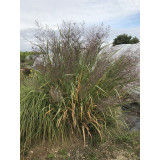 Panicum virgatum Dallas blue