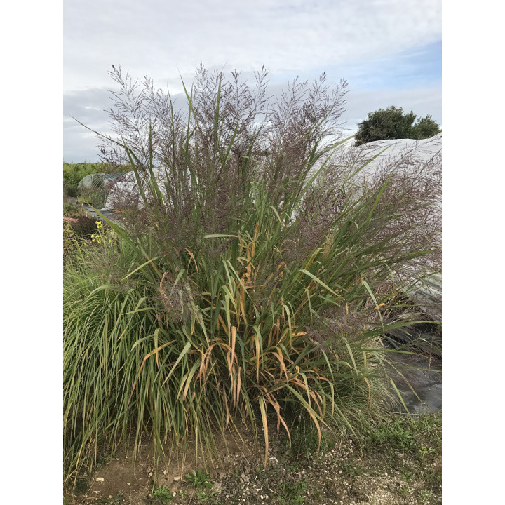 Panicum virgatum Dallas blue