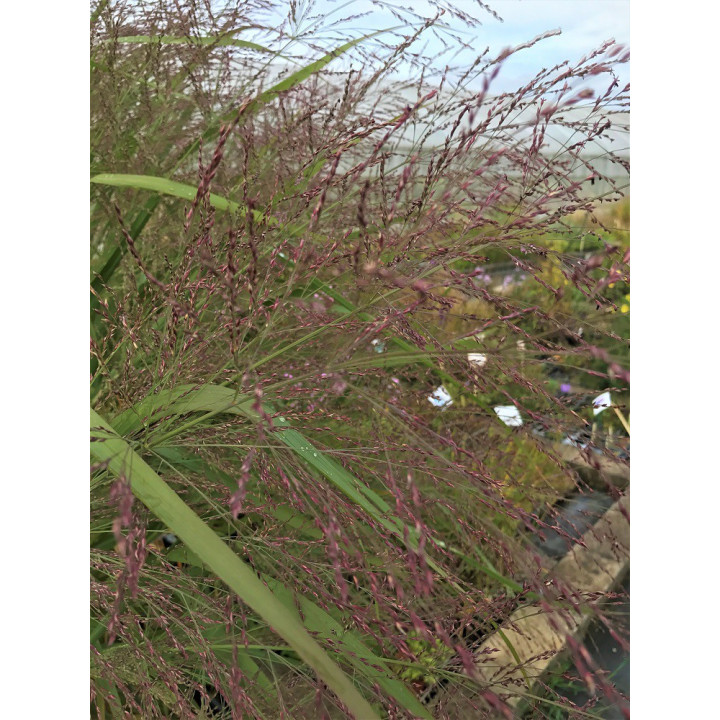 Panicum virgatum Dallas blue