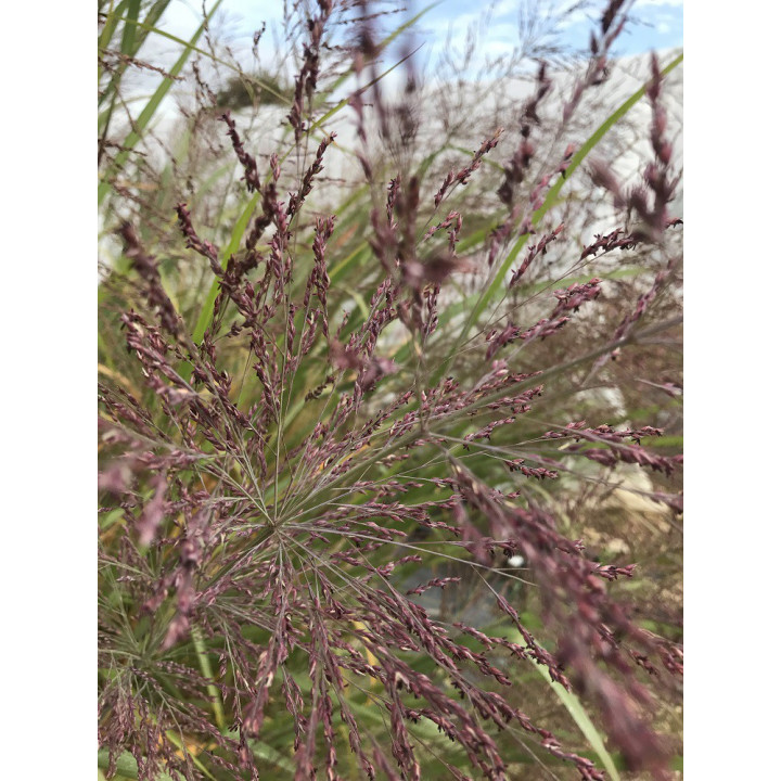 Panicum virgatum Dallas blue
