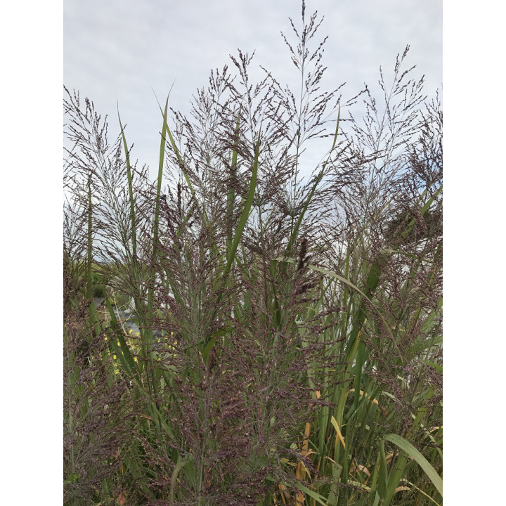 Panicum virgatum Dallas blue