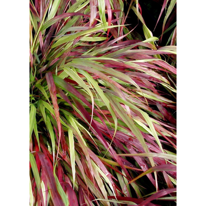Hakonechloa macra Beni Kaze