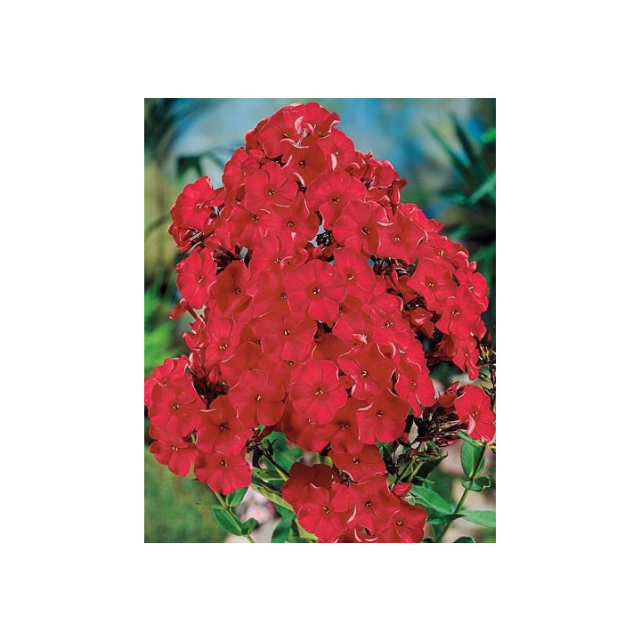 Phlox paniculata Tenor