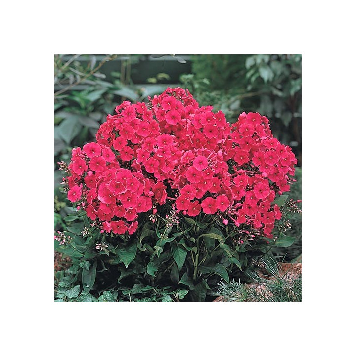 Phlox paniculata Tenor