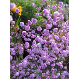 Thalictrum delavayi Hewitt's double