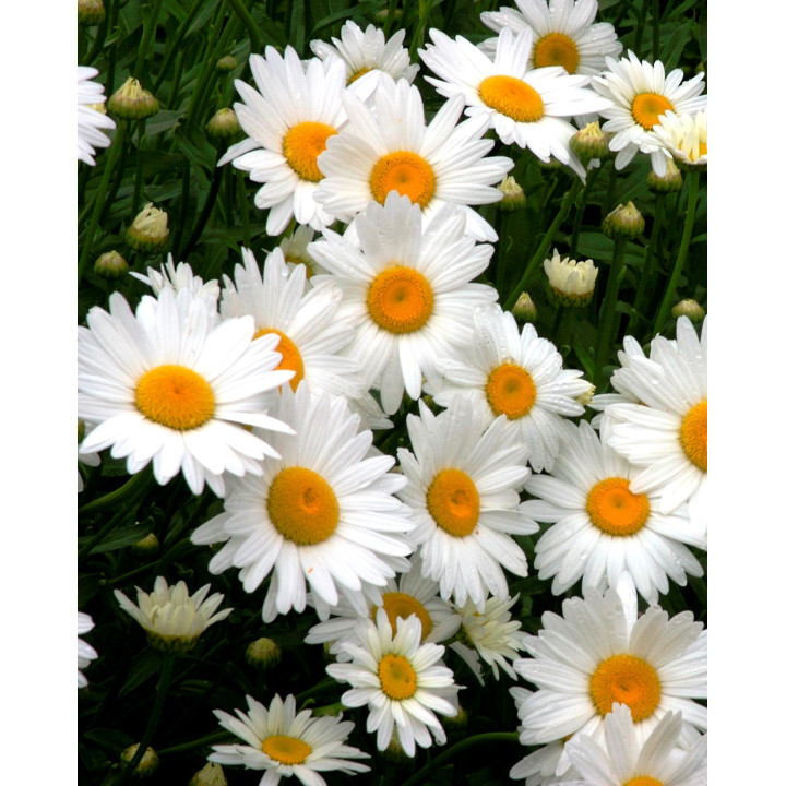 Leucanthemum x superbum Becky