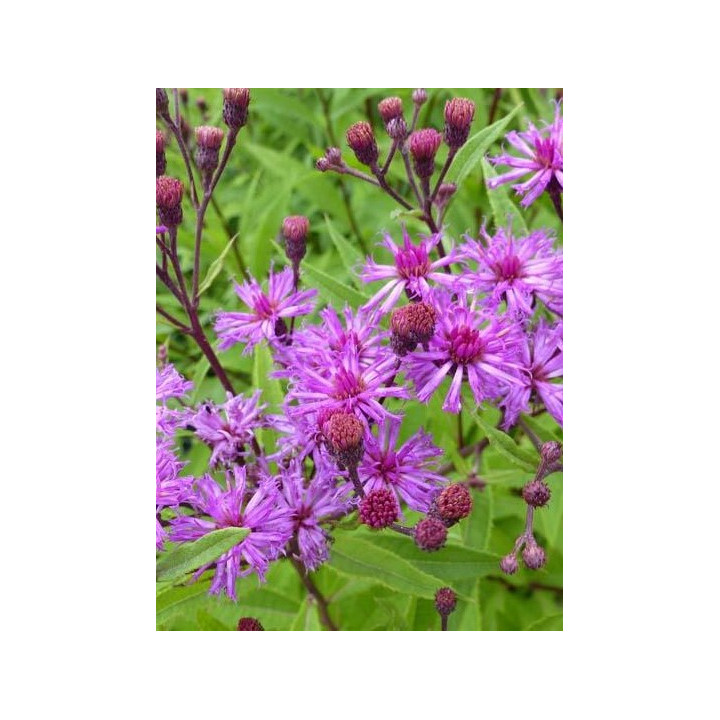 Fleurs mauve violacé de la Vernonia crinita Mammuth