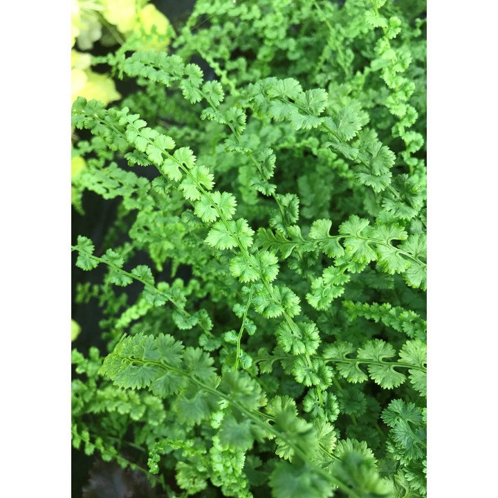 Athyrium filix femina Frizelliae