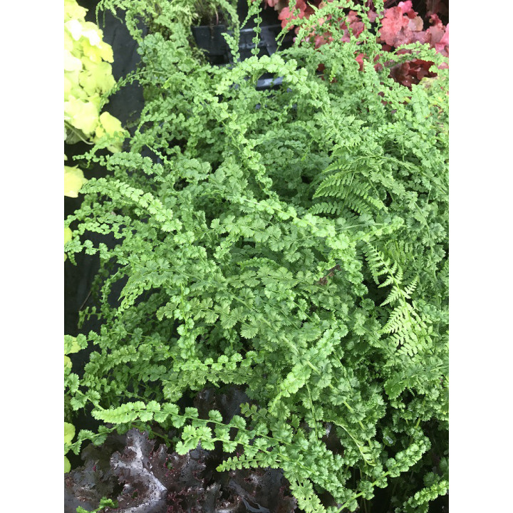 Athyrium filix femina Frizelliae