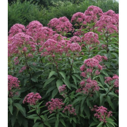 Eupatorium maculatum Phantom