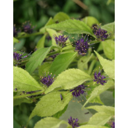 Veronicastrum villosulum