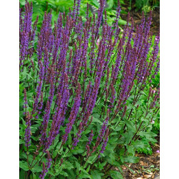 Salvia nemorosa Night Field