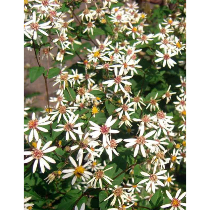 Aster divaricatus