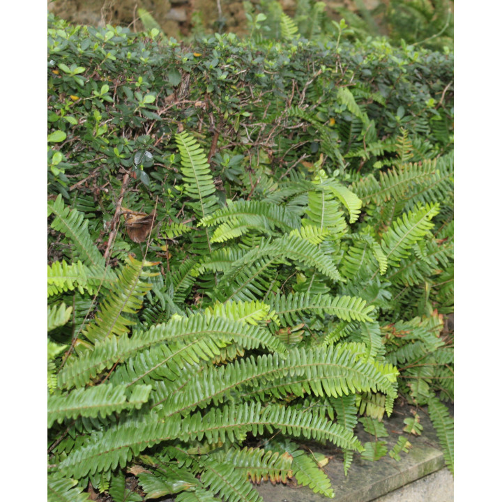 Blechnum spicant