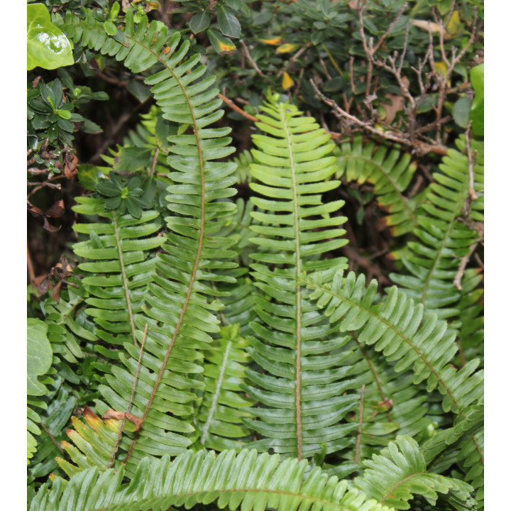 Blechnum spicant