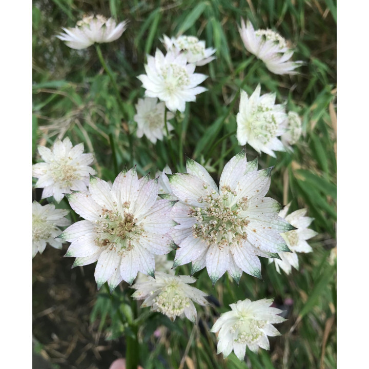 Astrance April Love