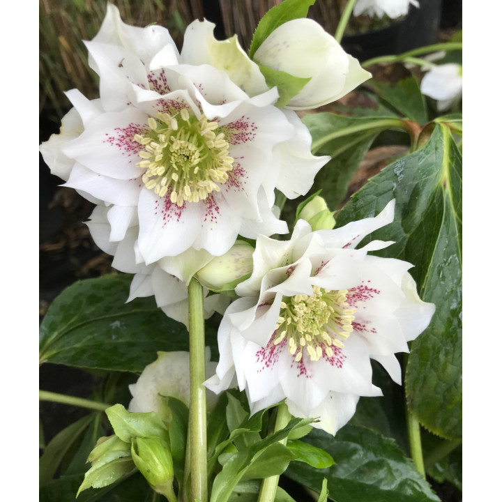 Helleborus double Ellen White Spotted