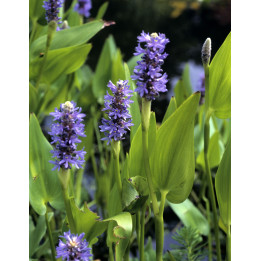 Pontederia cordata - Pontédérie à feuilles en cœur