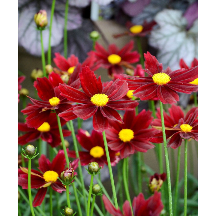 Coreopsis li'l bang Red Elf