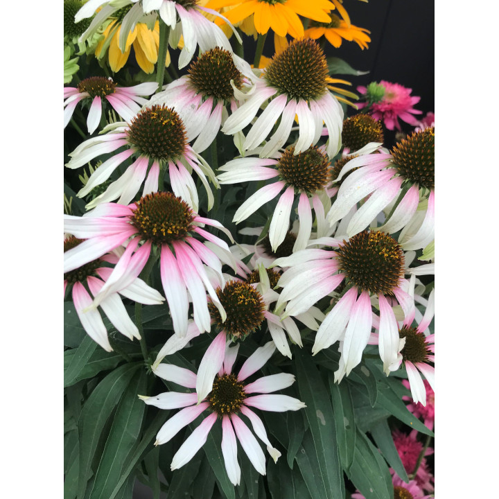 Echinacea Pink Tip