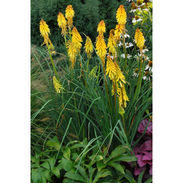 Touffe de Kniphofia Banana Popsicle et son feuillage persistant fin et retombant