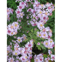 Aster lateriflorus Coombe Fishacre