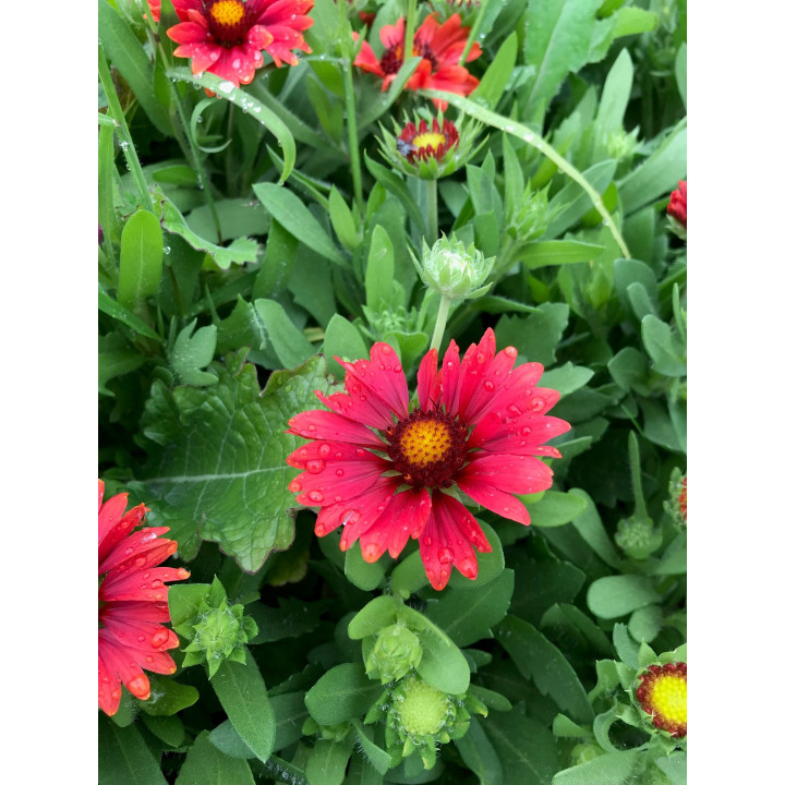 Gaillardia grandiflora arizona Red Shades