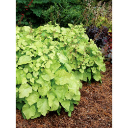Tolmiea Cool Gold
