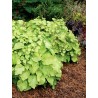 Tolmiea menziesii Cool Gold