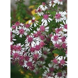 Aster lateriflorus Prince