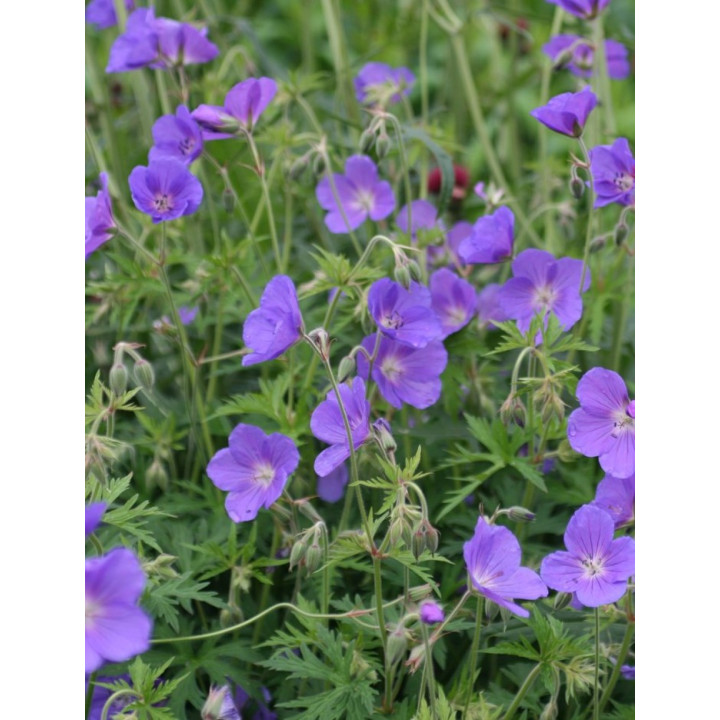 Géranium Orion