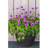 geranium wallichianum Hexham Velvet en pot