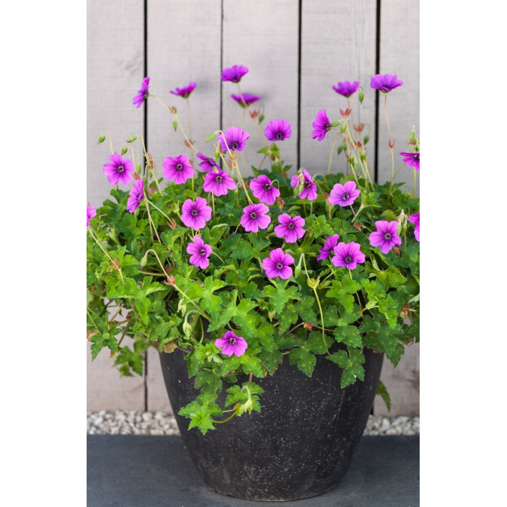 geranium wallichianum Hexham Velvet en pot