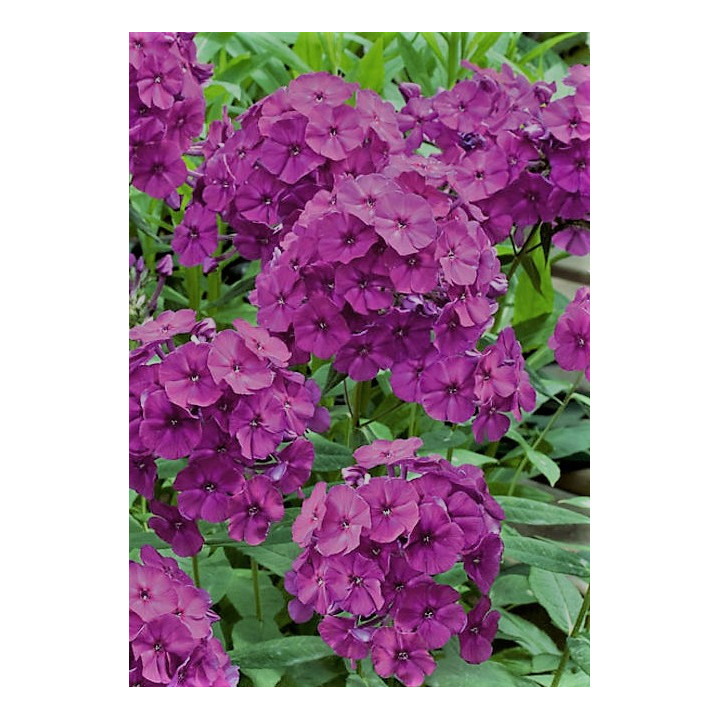 Phlox paniculata Wendy House