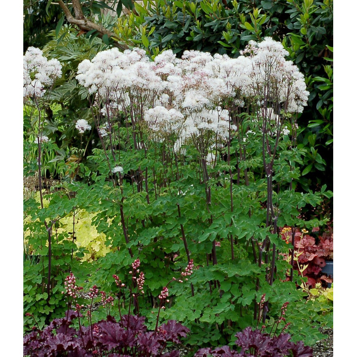 Thalictrum nimbus White