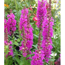 Lythrum salicaria - Salicaire commune