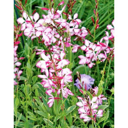 Fleurs de la Gaura Freefolk Rosy