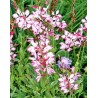Gaura Freefolk Rosy
