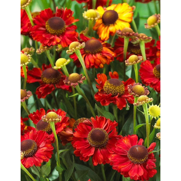 Helenium Hot Lava