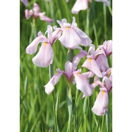 Iris laevigata Rose Queen