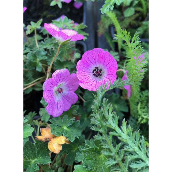 Geranium cinereum Jolly Jewel Lilac