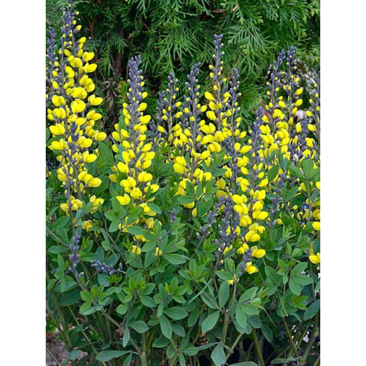 Baptisia Lemon Meringue