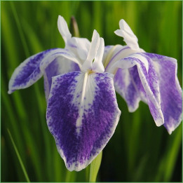Iris laevigata Mottled Beauty
