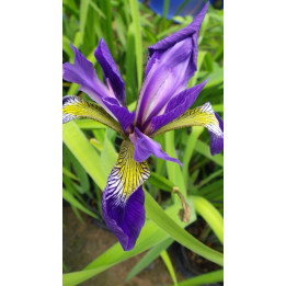 Iris robusta Dark Aura
